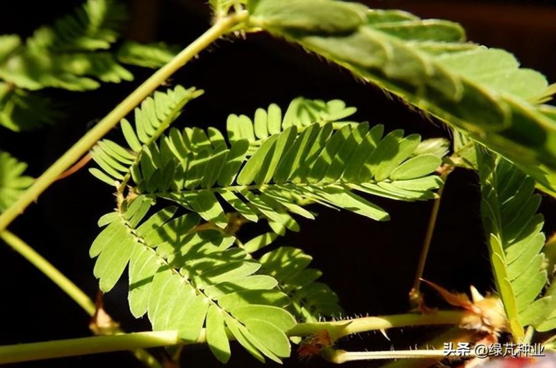 含羞草种子如何种植「含羞草种子如何种植方法」