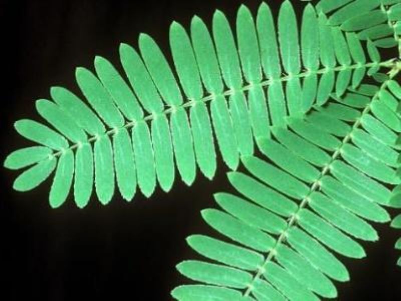 含羞草种子怎么种植「含羞草种子怎么种植方法」
