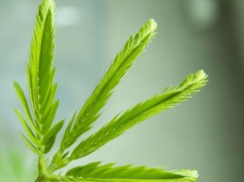 含羞草种子怎么种植「含羞草种子怎么种植方法」