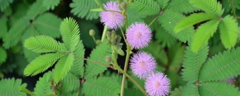 含羞草花怎么养「含羞草花怎么养殖」