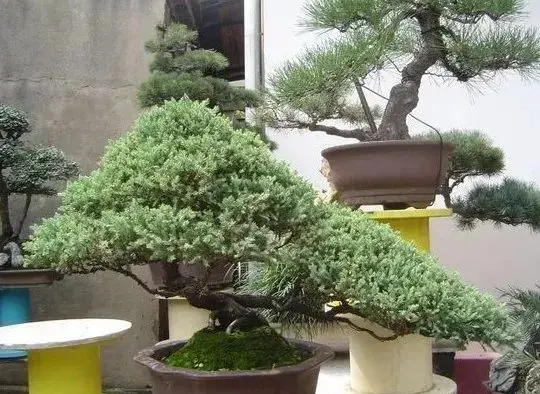 地柏盆景怎么养护「地柏盆景怎么养护常识」