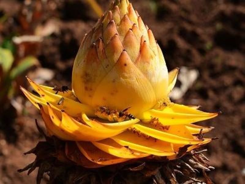 地涌金莲怎么种植「地涌金莲种植方法」