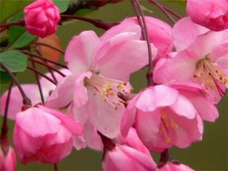 垂丝海棠怎么养护「垂丝海棠怎么养护和管理」