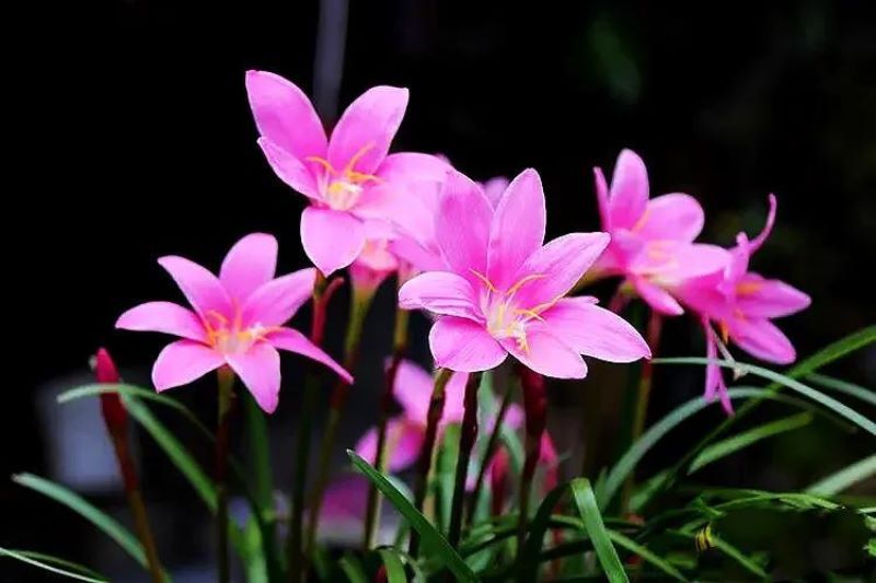 多年生草本植物有哪些「多年生草本植物有哪些-」