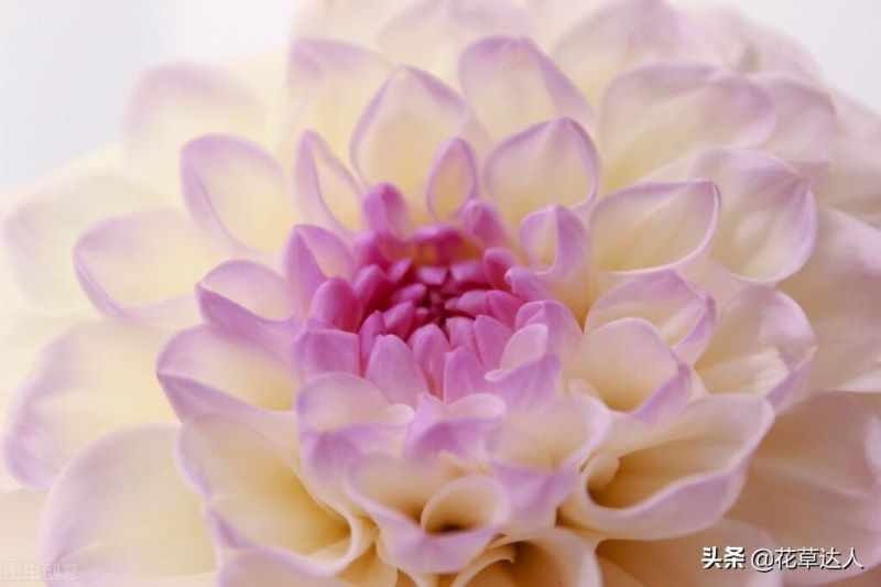 大丽花什么时候开「大丽花什么时候开花」