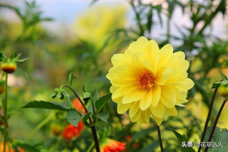大丽花什么时候开「大丽花什么时候开花」
