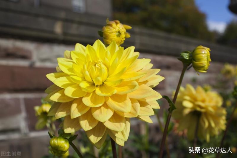 大丽花什么时候开「大丽花什么时候开花」