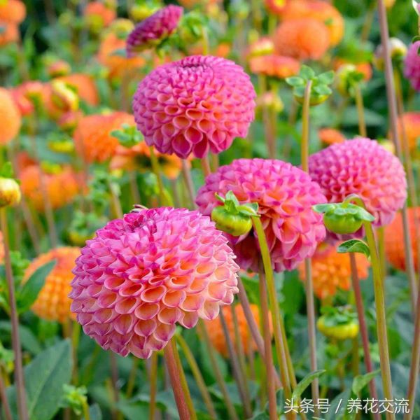 大丽花是多年生吗「大丽花是多年生吗-」