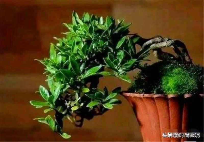 大叶榆树盆景怎么养「大叶榆树盆景怎么养护」