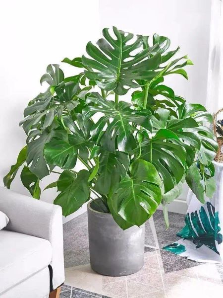 大叶绿植有哪些「客厅大叶绿植有哪些」
