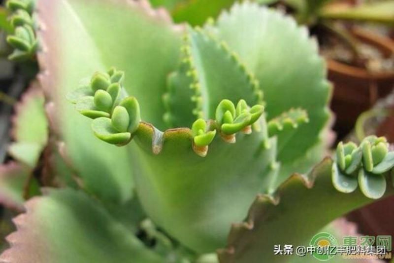 大叶落地生根怎么养「大叶落地生根怎么养殖」