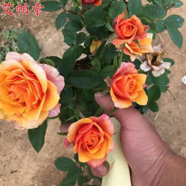 大花月季品种有哪些「大花月季品种介绍」