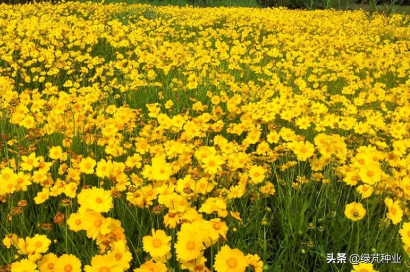 大花金鸡菊怎么种植「大花金鸡菊怎么种植视频」_1