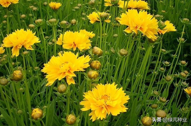 大花金鸡菊怎么种植「大花金鸡菊怎么种植视频」_1