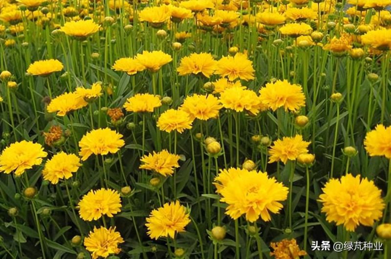 大花金鸡菊怎么种植「大花金鸡菊怎么种植视频」_1