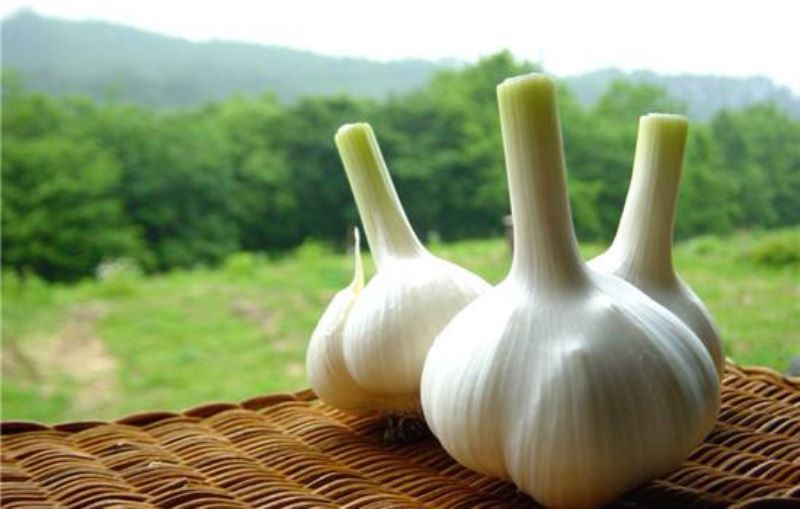 大蒜怎么种植「大蒜怎么种植方法」