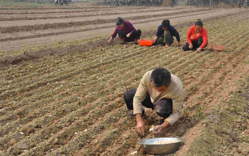 大蒜怎么种植「大蒜怎么种植方法」