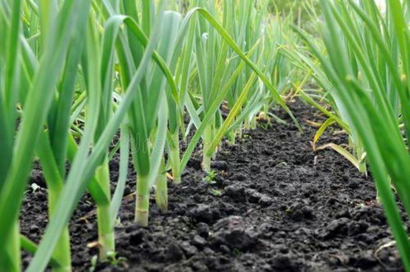 大蒜怎么种植「大蒜怎么种植方法」