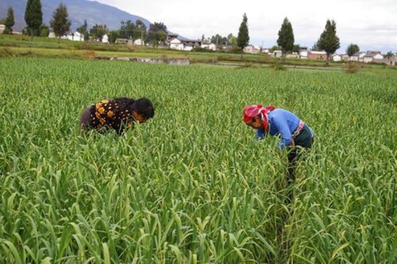 大蒜怎么种植「大蒜怎么种植方法」