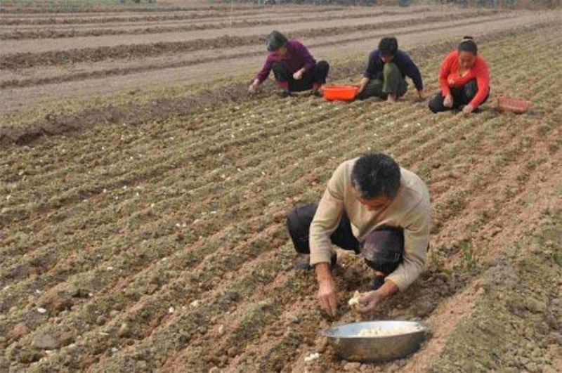 大蒜怎么种植「大蒜怎么种植方法」_1