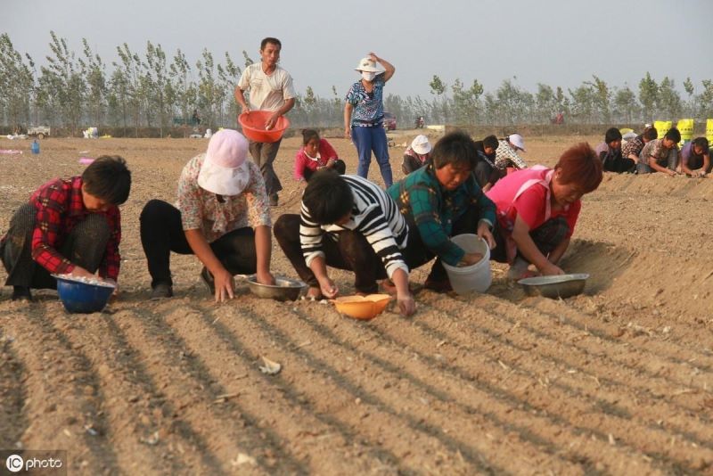 大蒜怎么种植「大蒜怎么种植方法」_1