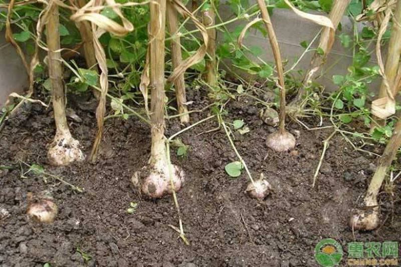 大蒜怎么种植「大蒜怎么种植方法」_2