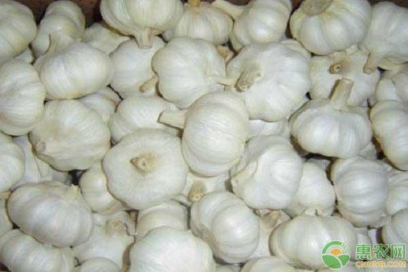 大蒜怎么种植「大蒜怎么种植方法」_2