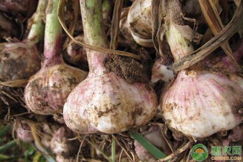 大蒜怎么种植「大蒜怎么种植方法」_2