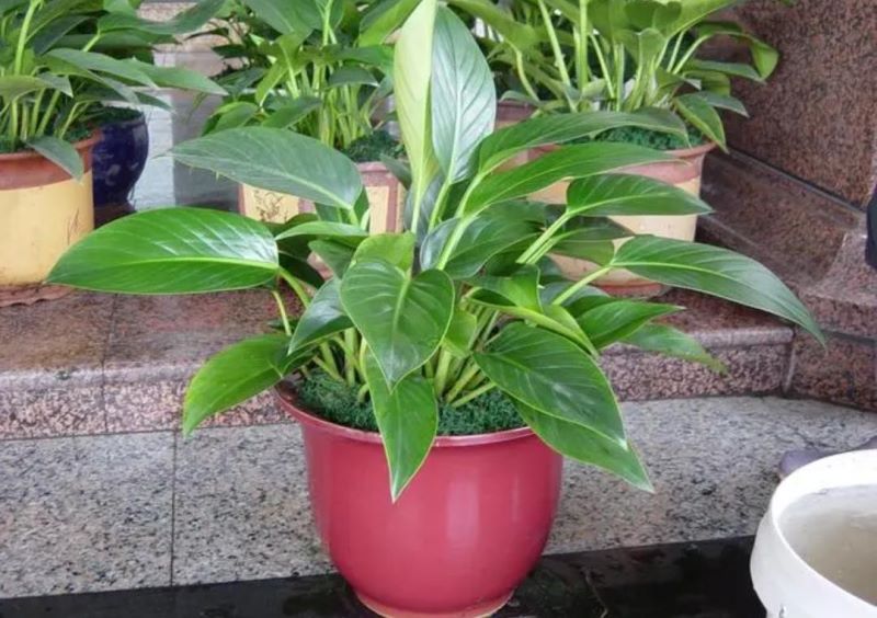 好养的室内小盆栽花卉有哪些「好养的室内小盆栽花卉有哪些品种」