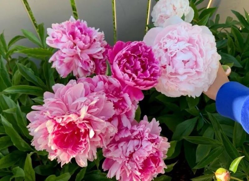 好养的庭院花卉有哪些「好养的庭院花卉有哪些品种」
