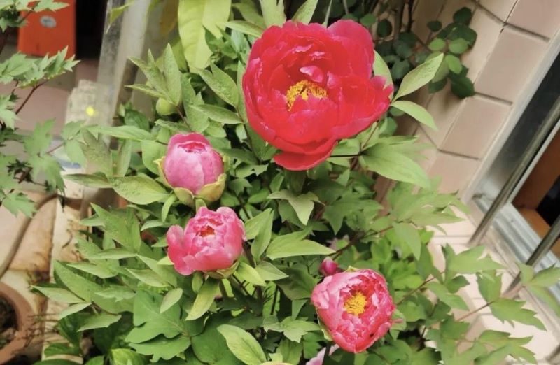 好养的庭院花卉有哪些「好养的庭院花卉有哪些品种」