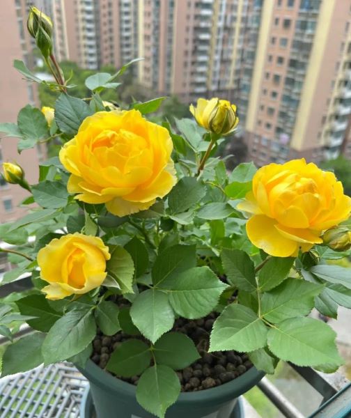 好看的月季花品种有哪些「好看的月季花品种有哪些图片」
