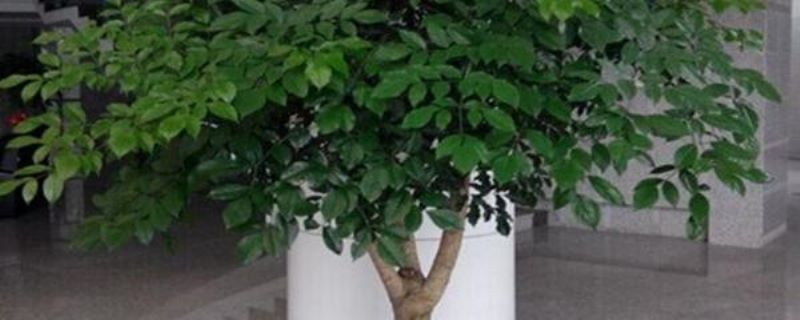 富贵树怎么养最好「富贵树怎么养最好活」