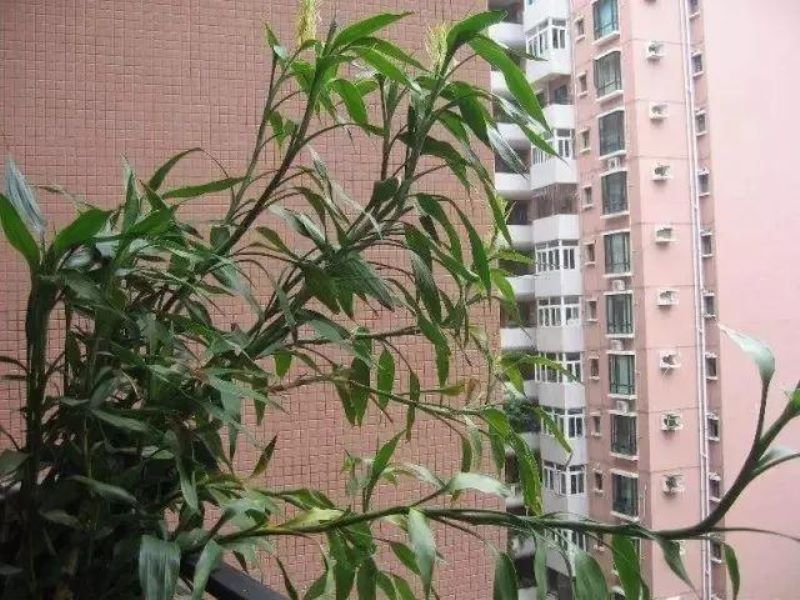 富贵竹在家怎么养「富贵竹在家怎么养才能更旺盛」