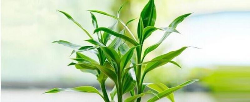 富贵竹的种植技术「富贵竹的种植技术与管理」