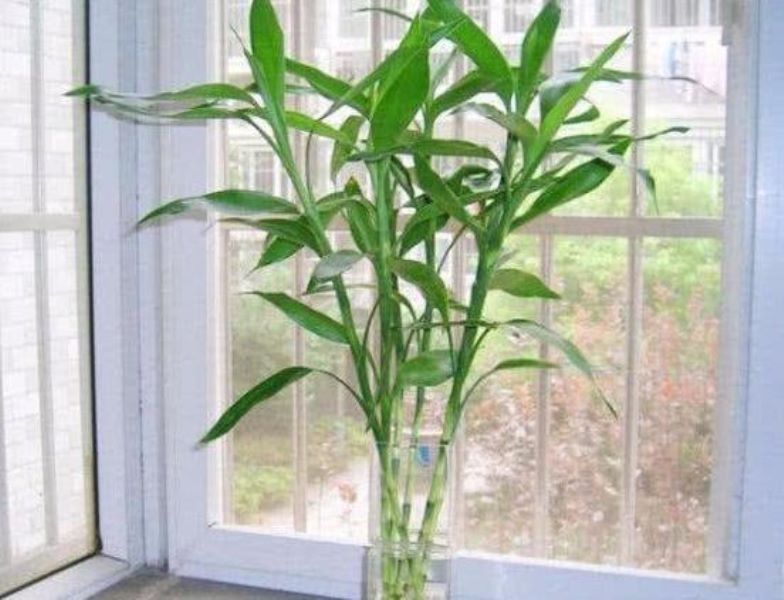 富贵竹的种植技术「富贵竹的种植技术与管理」