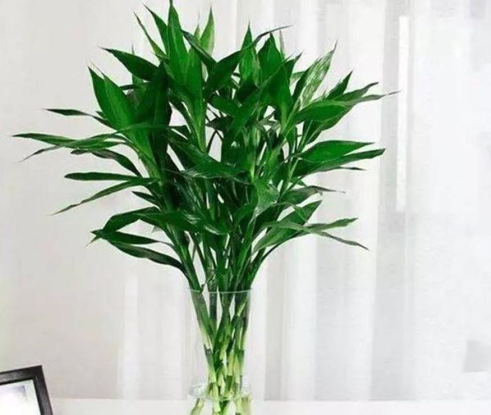 富贵竹的种植技术「富贵竹的种植技术与管理」