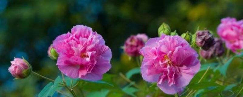 富贵芙蓉花怎样栽培「富贵芙蓉花怎样栽培视频」