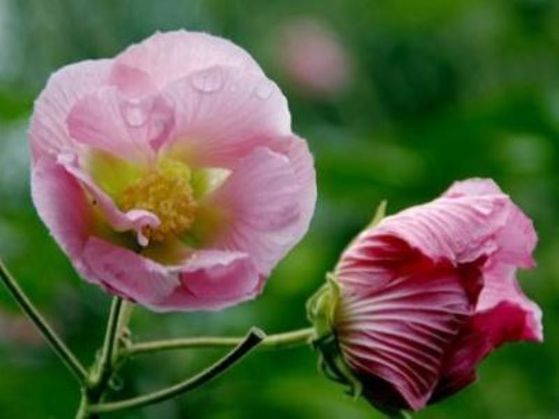 富贵芙蓉花怎样栽培「富贵芙蓉花怎样栽培视频」