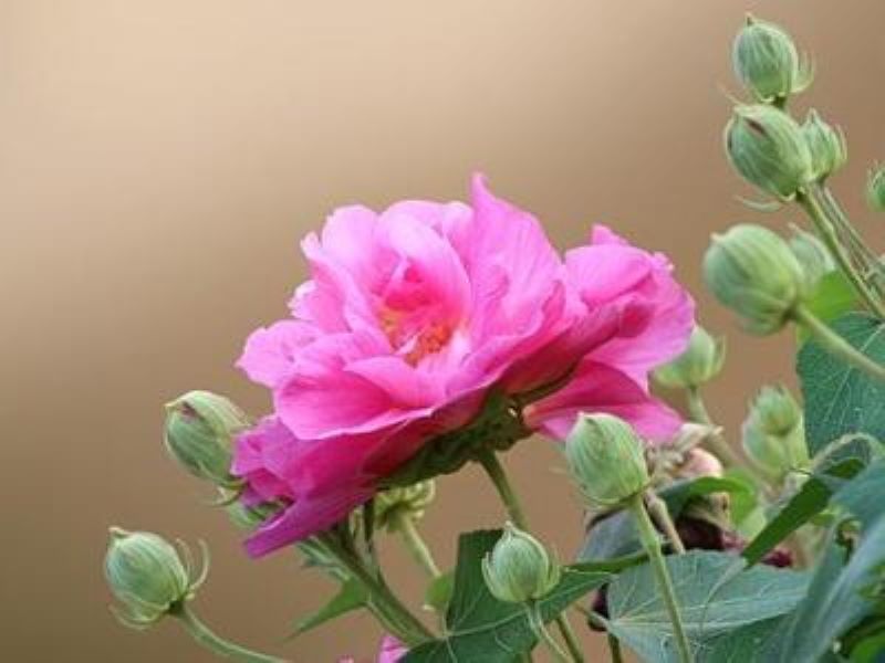 富贵芙蓉花怎样栽培「富贵芙蓉花怎样栽培视频」