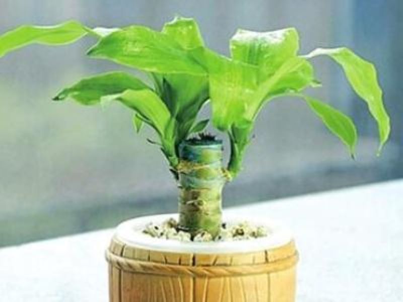 巴西木怎么养快速发芽「巴西木怎么养快速发芽的方法」