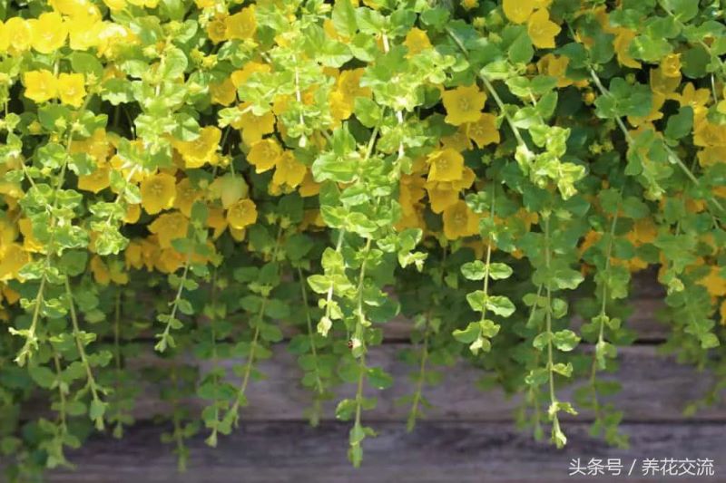 常绿植物有哪些「落叶植物有哪些」