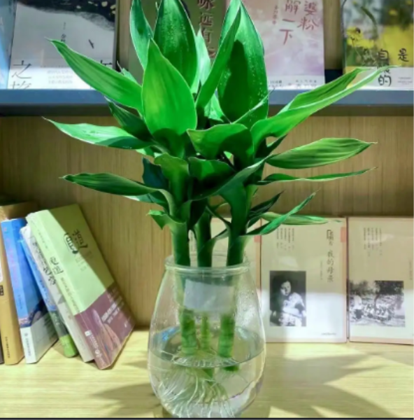 常见水生植物有哪些「常见50种水生植物」