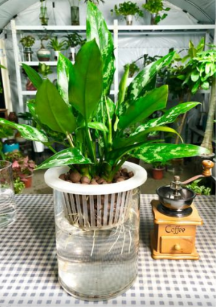 常见水生植物有哪些「常见50种水生植物」