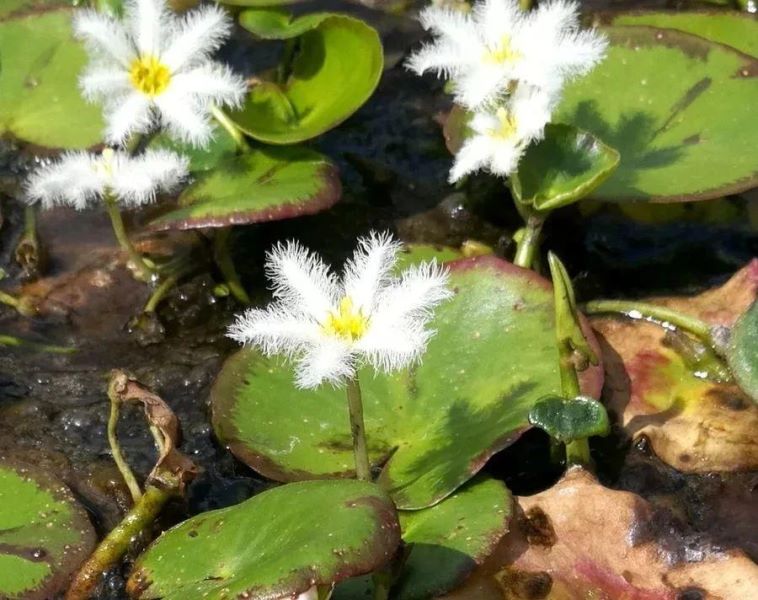 常见浮水植物有哪些「常见浮水植物有哪些图片」