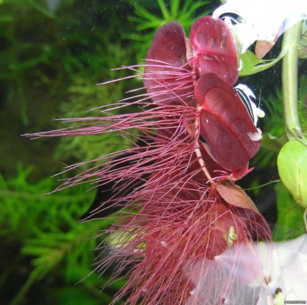 常见浮水植物有哪些「常见浮水植物有哪些图片」