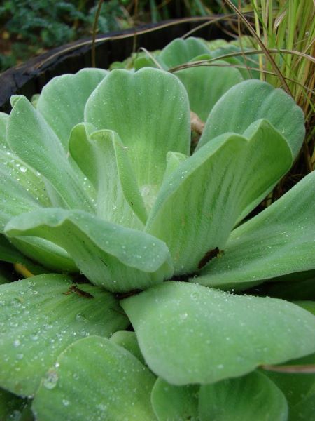 常见浮水植物有哪些「常见浮水植物有哪些图片」