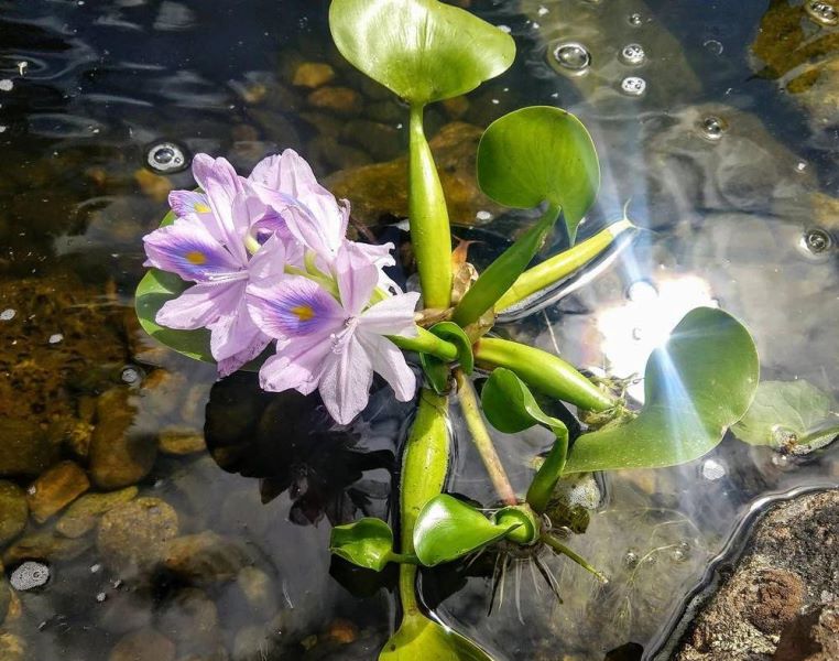 常见浮水植物有哪些「常见浮水植物有哪些图片」