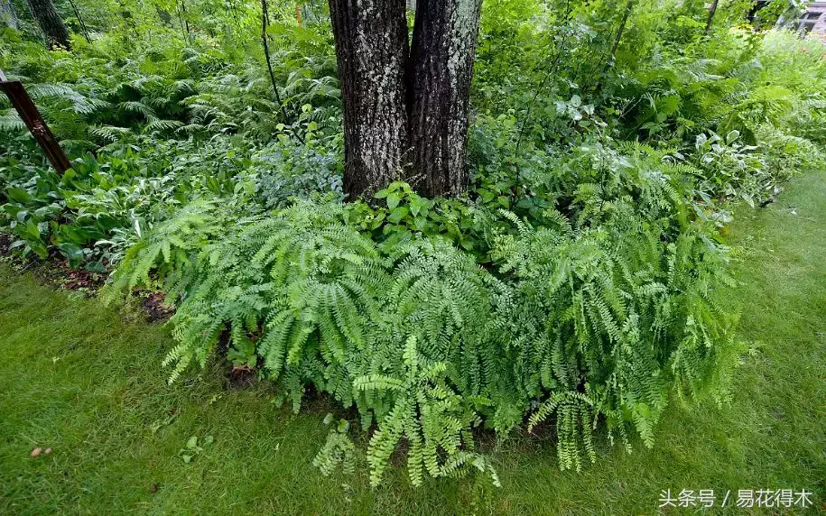 常见的蕨类植物有哪些「常见的蕨类植物有哪些-」