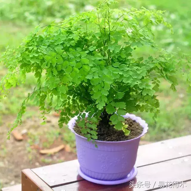 常见的蕨类植物有哪些「常见的蕨类植物有哪些-」